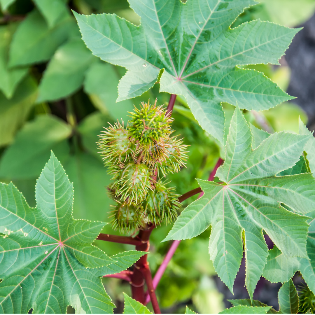 scalp brow lash nourishment oil