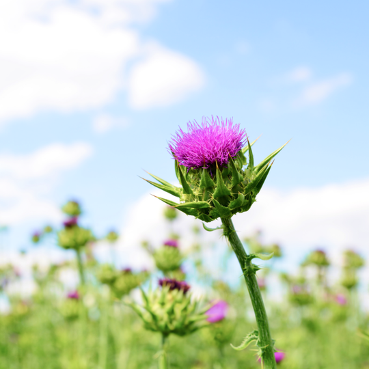 milk thistle turmeric liver detox drops