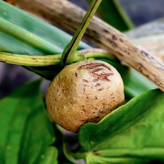 adrenal vitality hormone balance capsules