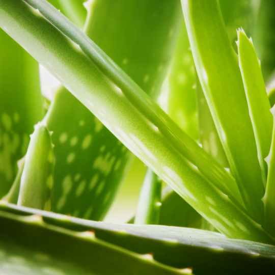 Whole leaf aloe for digestive mucosal support powder